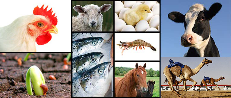 About Agrovet, Animal feed additives, health and pharmaceutical