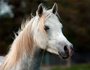 equine