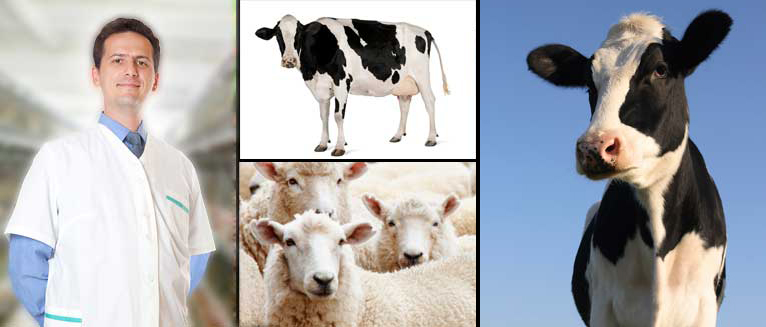 headeranimal