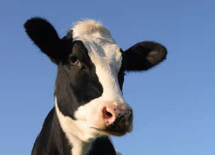 ruminants